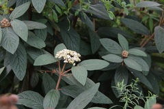 Viburnum × rhytidophylloides