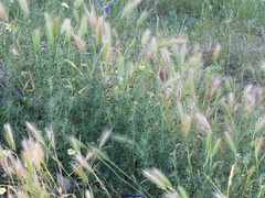 Hordeum murinum leporinum