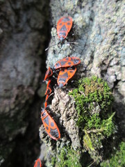 Pyrrhocoris apterus