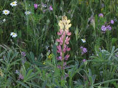 Lupinus gredensis