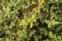 Muehlenbeckia tamnifolia