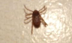 Rhipicephalus sanguineus