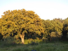 Quercus rotundifolia