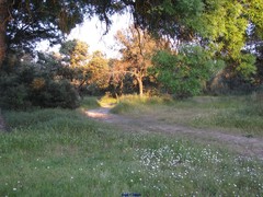 Quercus rotundifolia