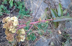 Hylotelephium maximum