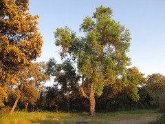 Fraxinus angustifolia
