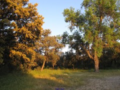 Quercus rotundifolia