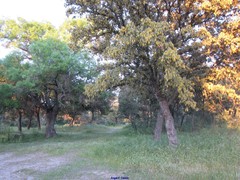 Fraxinus angustifolia