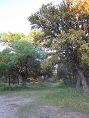 Quercus rotundifolia