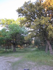 Quercus rotundifolia