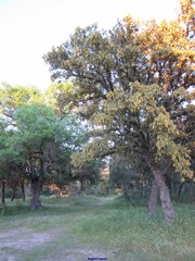 Quercus rotundifolia