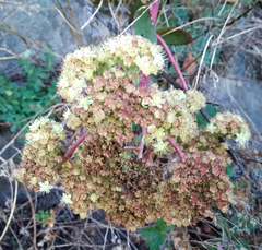 Hylotelephium maximum