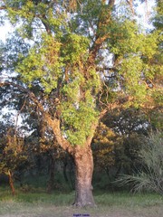 Fraxinus angustifolia