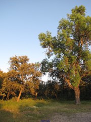 Fraxinus angustifolia