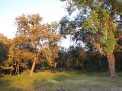 Fraxinus angustifolia