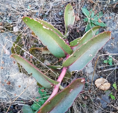 Hylotelephium maximum