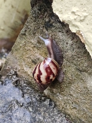 Lissachatina fulica