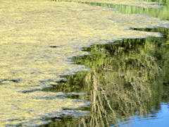 Hydrodictyon reticulatum