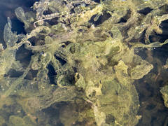 Hydrodictyon reticulatum