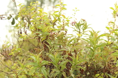 Chromolaena perglabra