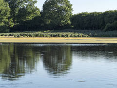 Hydrodictyon reticulatum