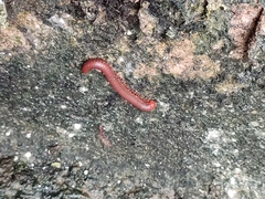 Trigoniulus corallinus