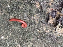 Trigoniulus corallinus