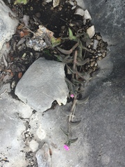 Callisia navicularis