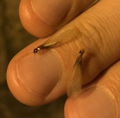 Coptotermes formosanus