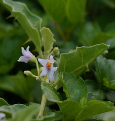 Solanum miyakojimense