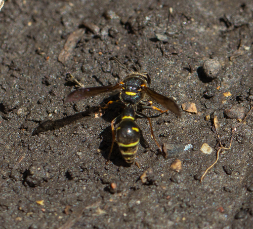 Cross Potter Wasp photo 5