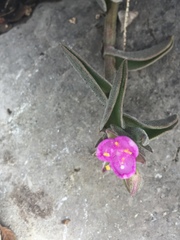 Callisia navicularis