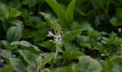 Solanum miyakojimense