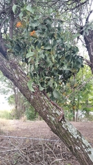 Psittacanthus calyculatus