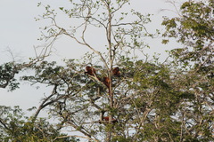 Alouatta macconnelli