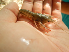 Procambarus simulans