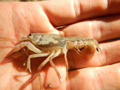 Procambarus simulans