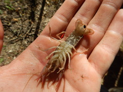 Procambarus simulans