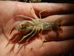Procambarus simulans