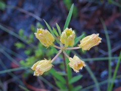 Asclepias pedicellata image