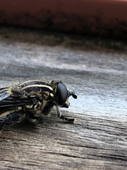 Orthoprosopa bilineata