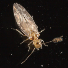 Peripsocus subfasciatus