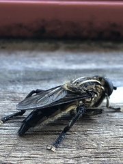 Orthoprosopa bilineata