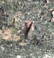 Asiomorpha coarctata