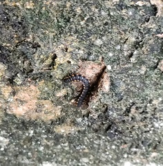 Asiomorpha coarctata