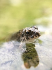 Fejervarya kawamurai