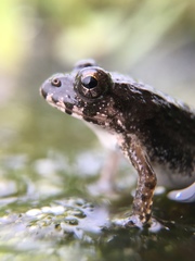 Fejervarya kawamurai