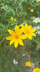 Tagetes lunulata