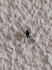 Evania appendigaster