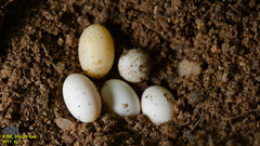 Takydromus wolteri